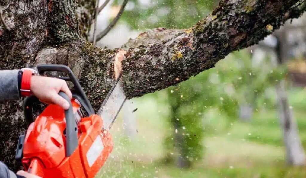 Best Tree Service Providers in Pittsburgh, PA